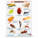 Harmful Insects Chart